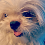 SubWaterFlea218's Avatar'