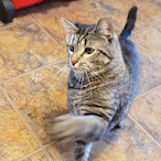 DazarLazar's Avatar'