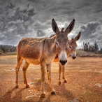 Equus.Asinus's Avatar'