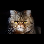 VdW-Katze's Avatar'