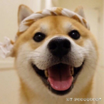 BattlEye-404's Avatar'