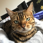 privacy-braun's Avatar'