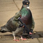 ComPigeon's Avatar'