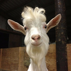 Bockbiertje's Avatar