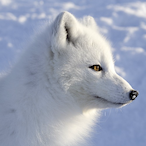 hate sikap's Avatar'