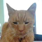 ballisticbigear's Avatar'