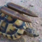 TortugaTactica.'s Avatar'