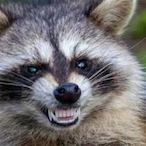 Racoon-_-Kyki's Avatar'