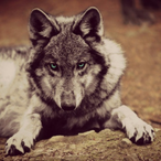 iwolfeey's Avatar'