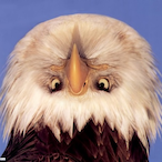 temp-0715075's Avatar'
