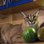 Robucceggs's Avatar'