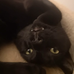 Felin-Sombre's Avatar'