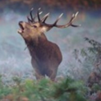 ThatRandomElk's Avatar'