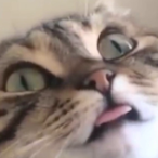 dipsywed's Avatar'
