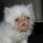 KittensaurusRex's Avatar