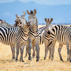 CeoOfZebras's Avatar'