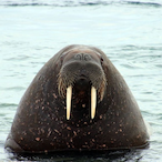 TropWalrus's Avatar'