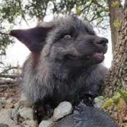 Muttias-Fox2.0