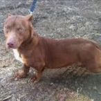 PitbuRebaixado's Avatar'