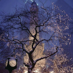 Jimin_babo's Avatar'