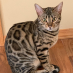 BengalLover11's Avatar'