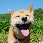 Doge_Rules-818's Avatar'