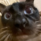 Luxxxi1's Avatar'