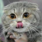 I2ailM0th.Cat's Avatar'