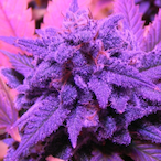 PurpleHaze94.'s Avatar'