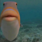 HenFren's Avatar'