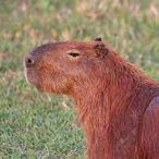 NotCapivara's Avatar'