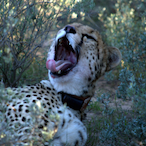 WhatDaCatzDoin's Avatar'