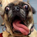 Corvus_Official's Avatar'