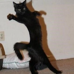 Kor-Ninjacat's Avatar'