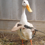 StanGoose's Avatar'