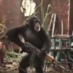 BonecaInflavio's Avatar'