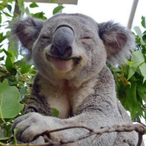 SleeplessKoala's Avatar'