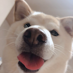 nekohebi_wan's Avatar'