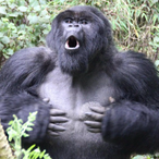 Affe.No-187's Avatar'