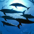 SuperDory's Avatar'