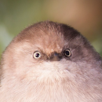 TheFunny.Falcon's Avatar'