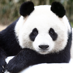 Kalinololo.'s Avatar'