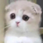 Pidan409's Avatar'