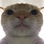 Try my dms's Avatar'