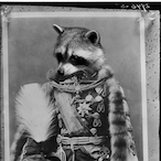 ConfusedRaccoon's Avatar