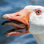 GooseMasterYeet's Avatar'