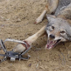 Frost_Main's Avatar'