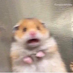 TijuanaHamster's Avatar'