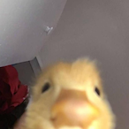 JFKpexkedKali's Avatar'