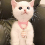 meowmeow845's Avatar'